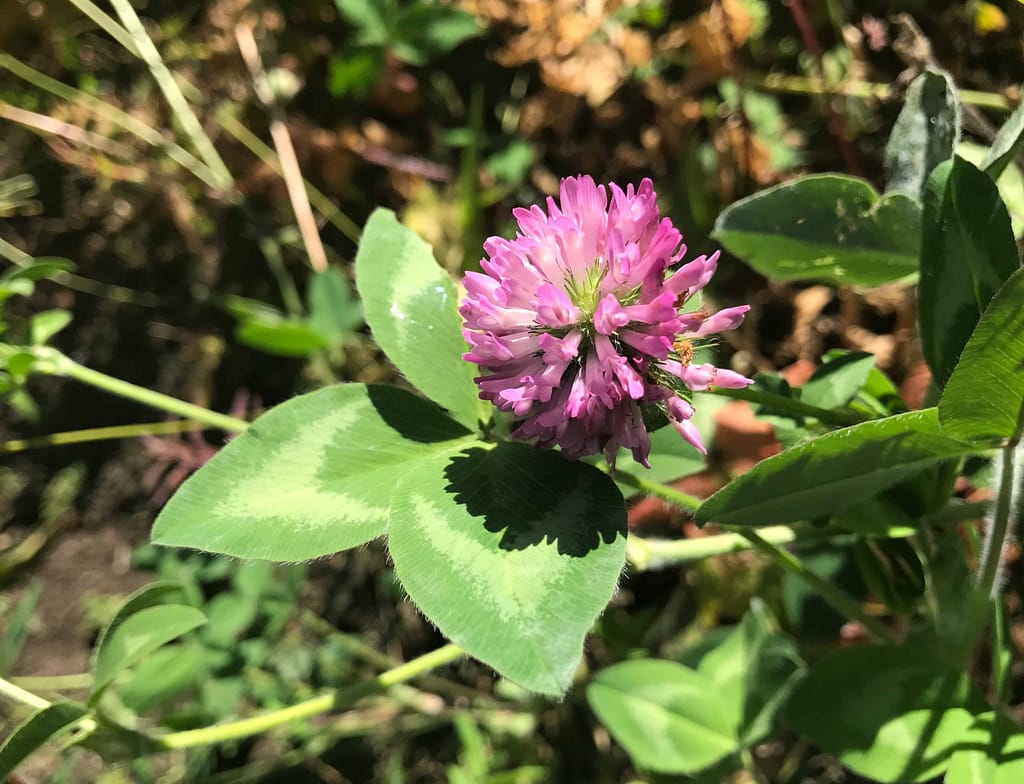 Red clover