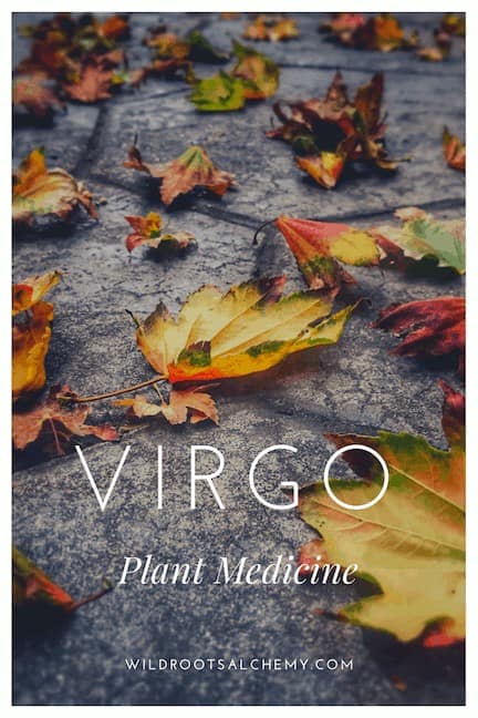 Learn about the organ systems and energetics correlated with Virgo, and which herbs can best support Virgos and all of us during planetary transits in the zodiac sign.